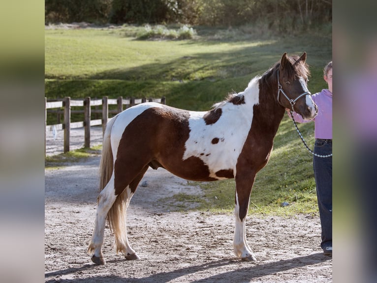 Pottok Hengst 2 Jaar 130 cm Tobiano-alle-kleuren in Asque