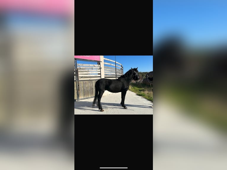 Pottok Hongre 4 Ans 125 cm Noir in Niort