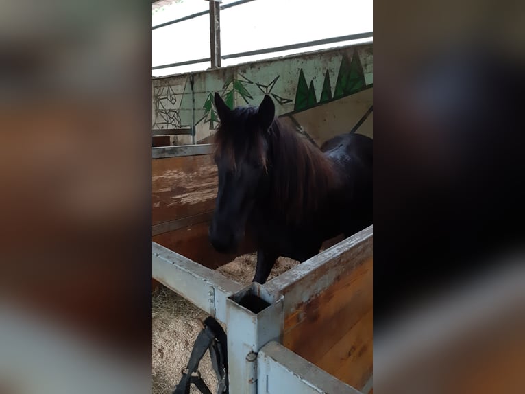 Pottok Jument 6 Ans 128 cm Noir in Salvatierra