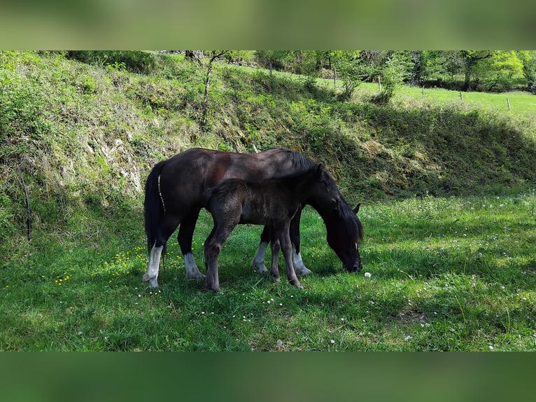 Pottok Jument 6 Ans 130 cm  in Asque
