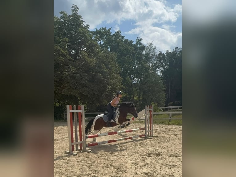 Pottok Jument 8 Ans 129 cm Pinto in Schwerte