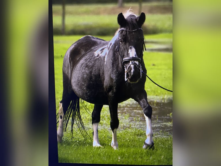 Pottok Mare 20 years 13,1 hh Pinto in Ebersheim