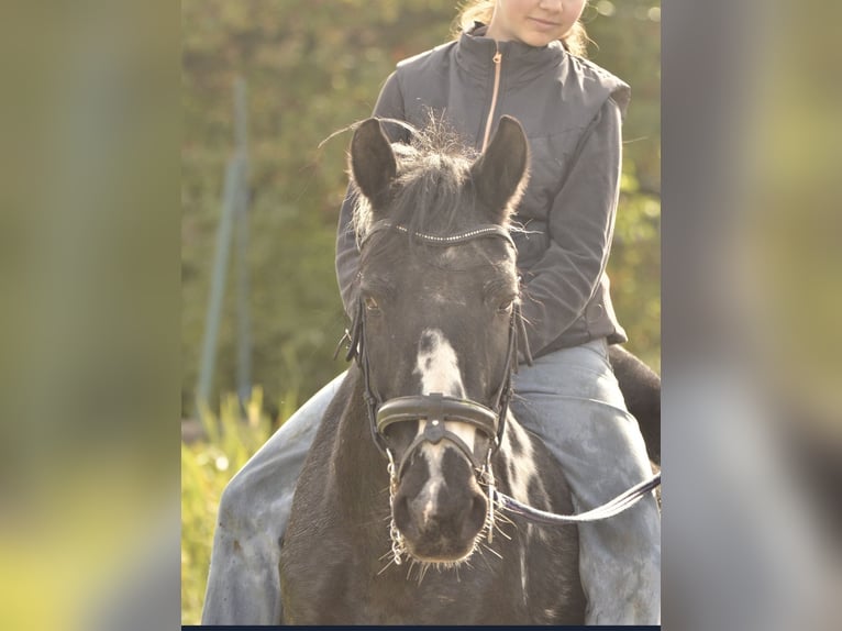 Pottok Mare 21 years 13,1 hh Pinto in Ebersheim