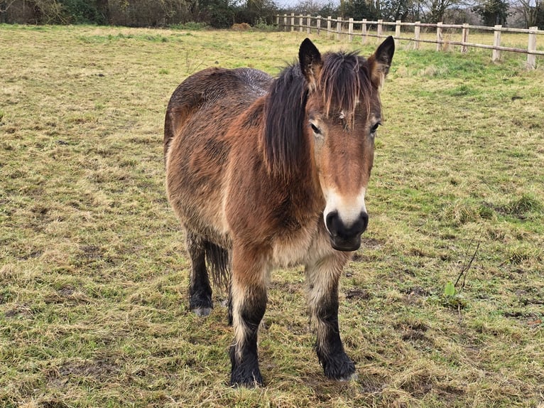 Pottok Mix Mare 3 years 13,1 hh Bay-Dark in Amiens