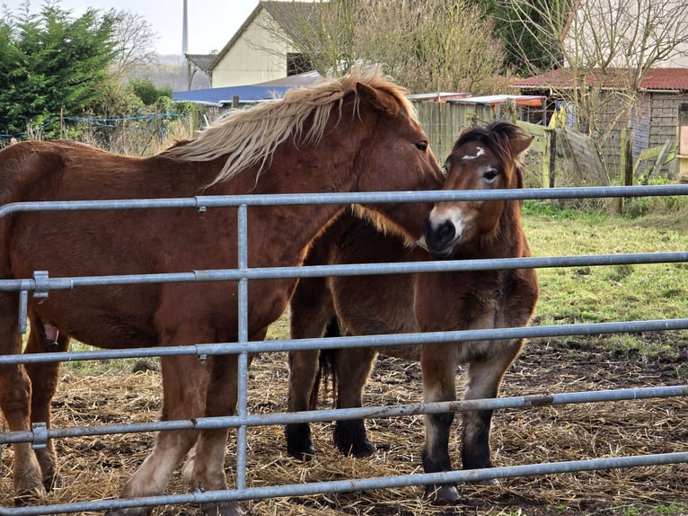 Pottok Mix Mare 3 years 13,1 hh Bay-Dark in Amiens