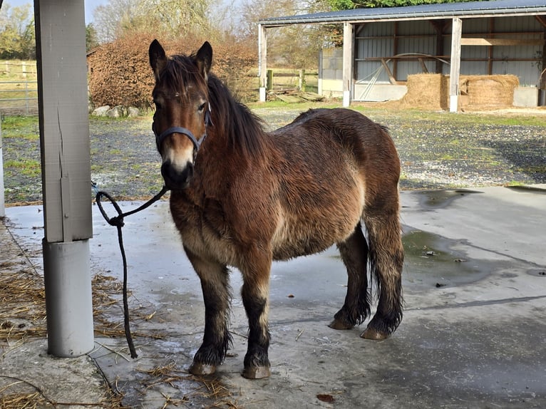 Pottok Mix Mare 3 years 13,1 hh Bay-Dark in Amiens