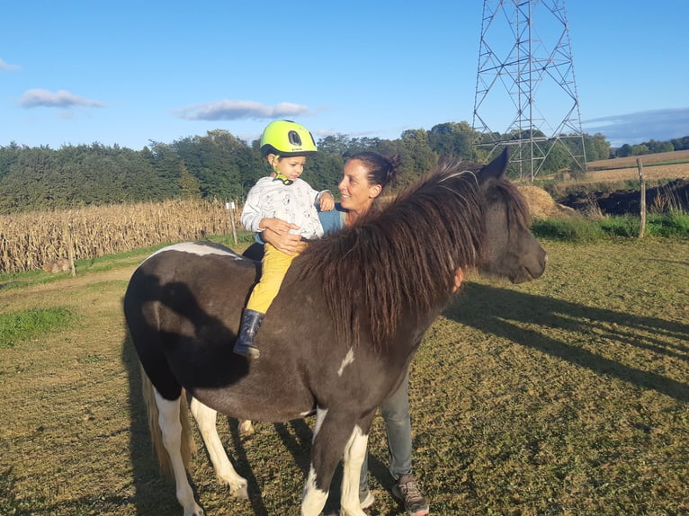 Pottok Mare 3 years 13,1 hh Tobiano-all-colors in ODOS