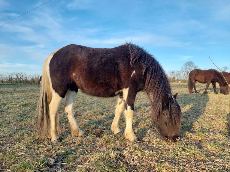 Pottok Mare 3 years 13,1 hh Tobiano-all-colors in ODOS
