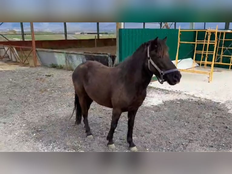 Pottok Mare 5 years 12,2 hh Black in Salvatierra/Agurain