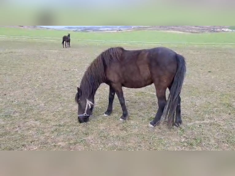 Pottok Mare 5 years 12,2 hh Black in Salvatierra/Agurain