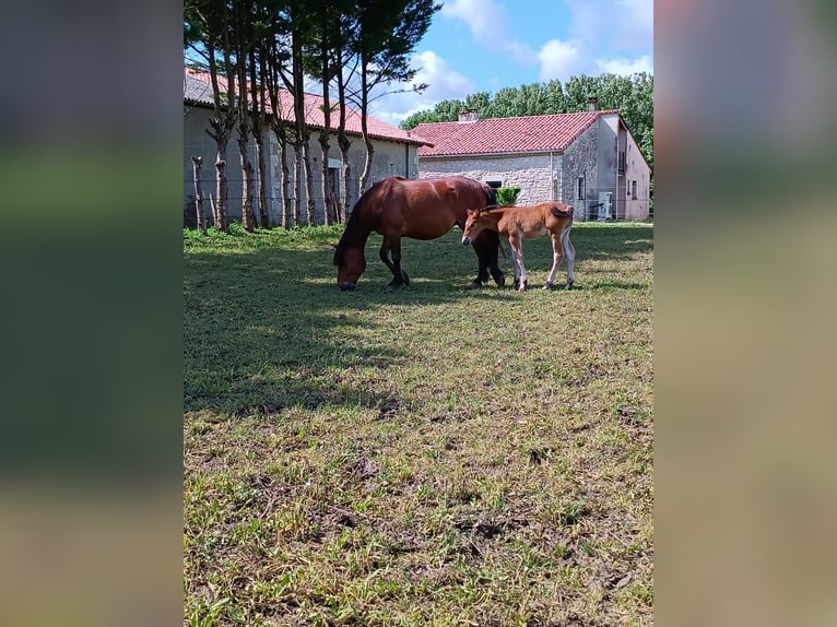 Pottok Mare 5 years 14,1 hh Brown in soumensac Pottok Mare 5 years 14,1 hh Brown in soumensac