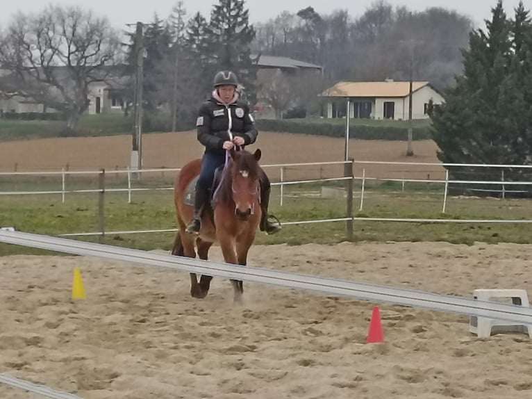 Pottok Mare 5 years 14,1 hh Brown in soumensac Pottok Mare 5 years 14,1 hh Brown in soumensac