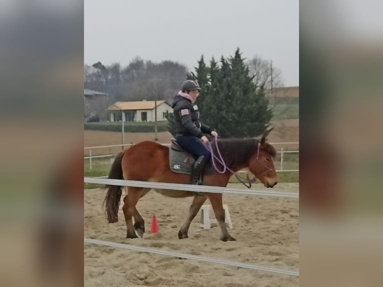 Pottok Mare 5 years 14,1 hh Brown in soumensac Pottok Mare 5 years 14,1 hh Brown in soumensac