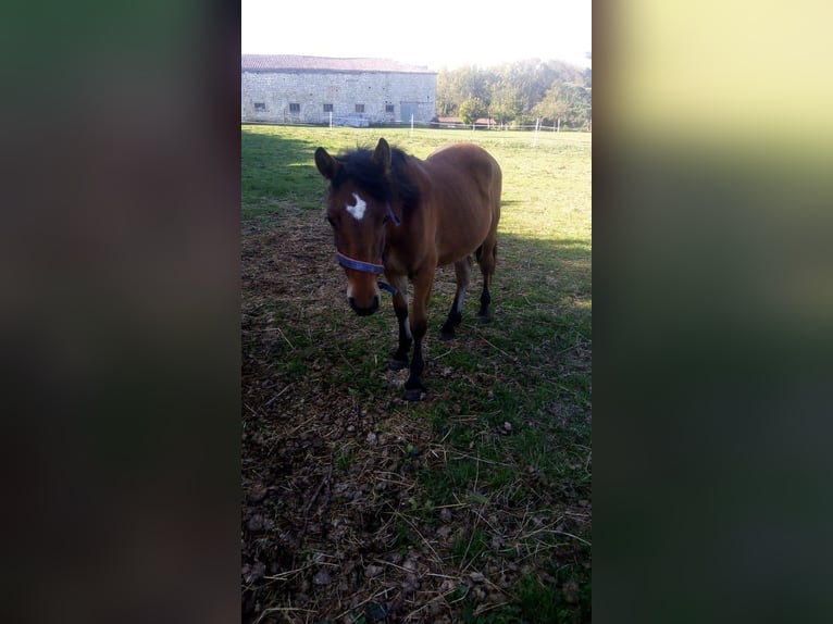 Pottok Mare 5 years 14,1 hh Brown in soumensac Pottok Mare 5 years 14,1 hh Brown in soumensac