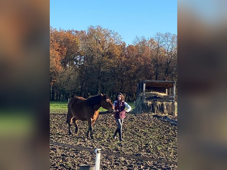 Pottok Mare 5 years 14,1 hh Brown in soumensac Pottok Mare 5 years 14,1 hh Brown in soumensac