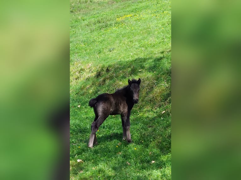 Pottok Mare 6 years 12.2 hh  in Asque