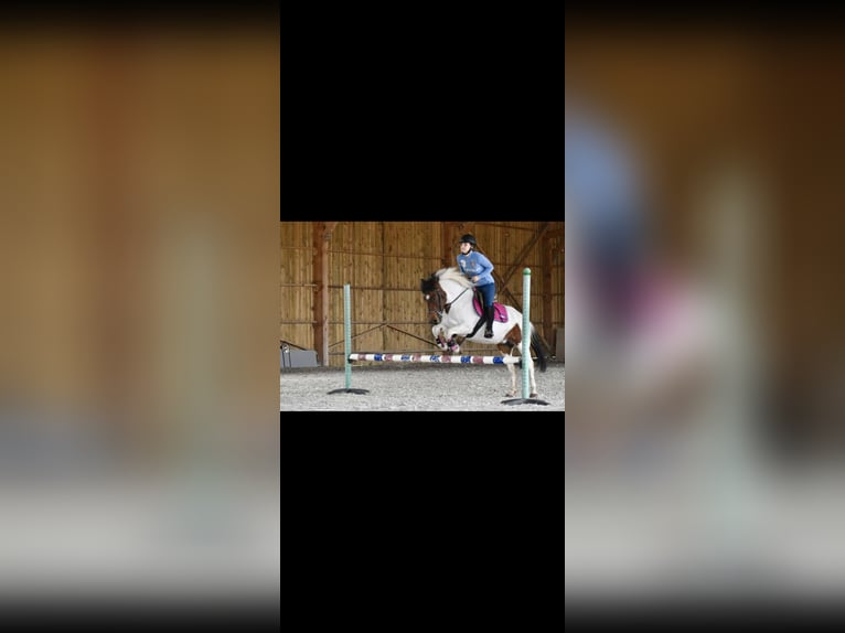 Pottok Mare 6 years 13 hh in Verneuil l&#39;etang