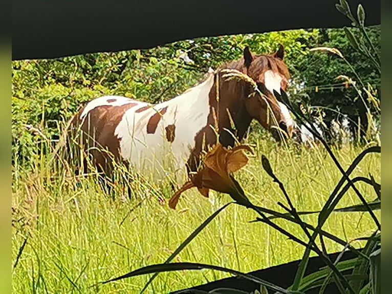 Pottok Mare 7 years 12.1 hh Pinto in Langensoultzbach