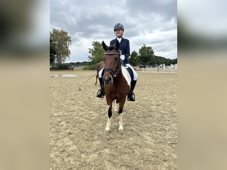 Pottok Mare 8 years 12,2 hh Pinto in Schwerte