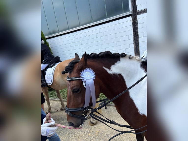 Pottok Mare 8 years 12,2 hh Pinto in Schwerte