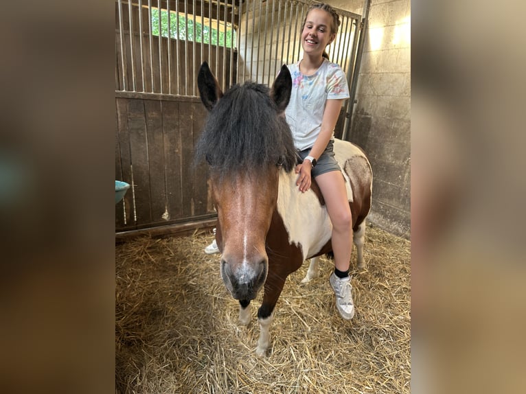Pottok Mare 8 years 12,2 hh Pinto in Schwerte
