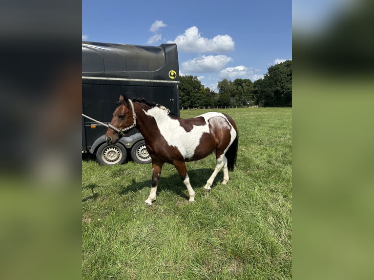 Pottok Mare 8 years 12,2 hh Pinto in Schwerte
