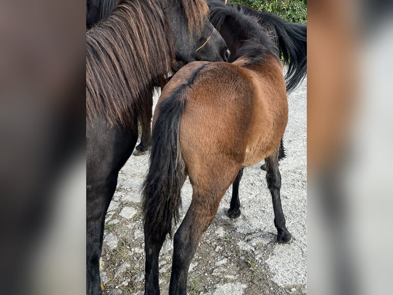 Pottok Mare Foal (04/2025) Dun in Orio