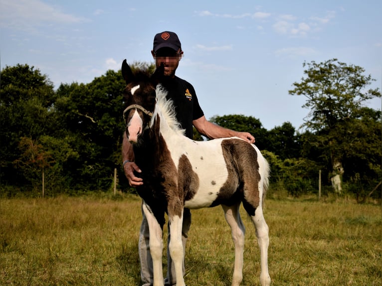 Pottok Mare Foal (05/2025) Tobiano-all-colors in Bricquebec-en-Cotentin