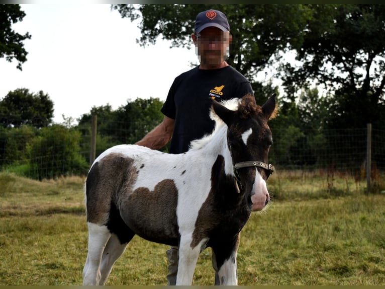 Pottok Mare Foal (05/2025) Tobiano-all-colors in Bricquebec-en-Cotentin