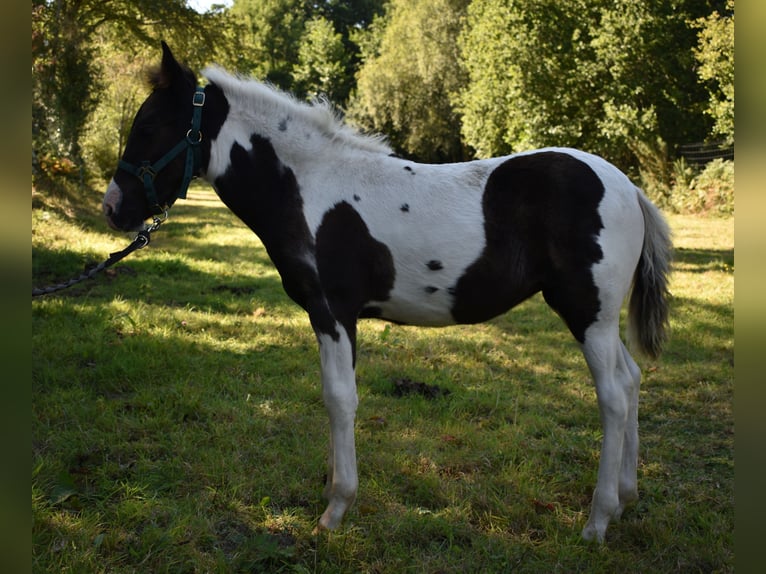 Pottok Mare Foal (05/2025) Tobiano-all-colors in L&#x27;&#xE9;tang Bertrand