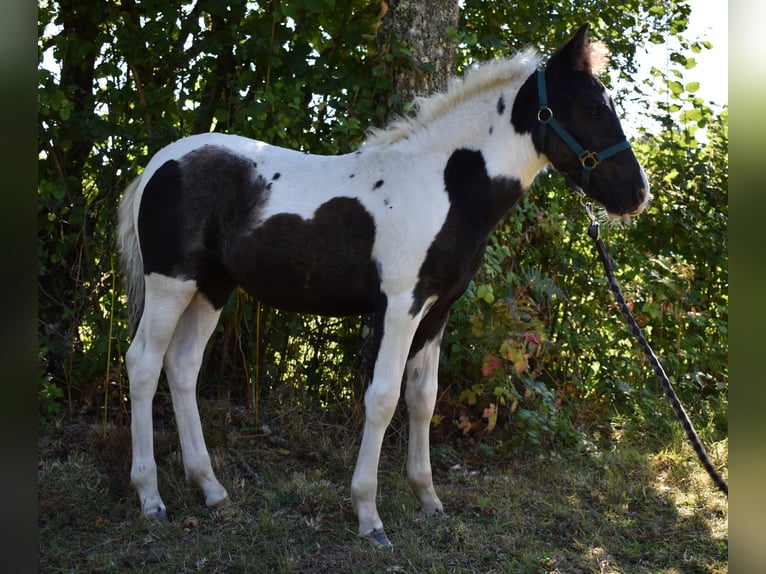 Pottok Mare Foal (05/2025) Tobiano-all-colors in L&#x27;&#xE9;tang Bertrand