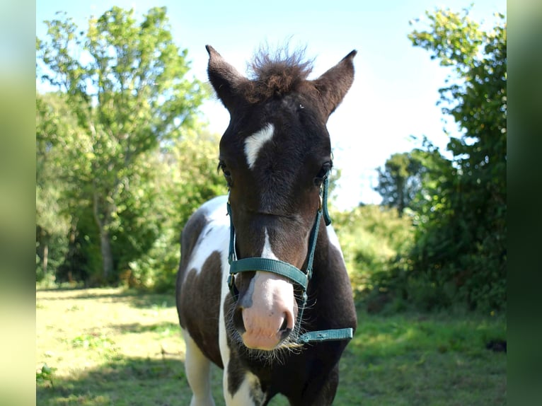Pottok Mare Foal (05/2025) Tobiano-all-colors in L&#x27;&#xE9;tang Bertrand