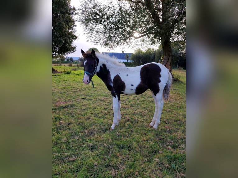 Pottok Mare Foal (05/2025) Tobiano-all-colors in L&#x27;&#xE9;tang Bertrand