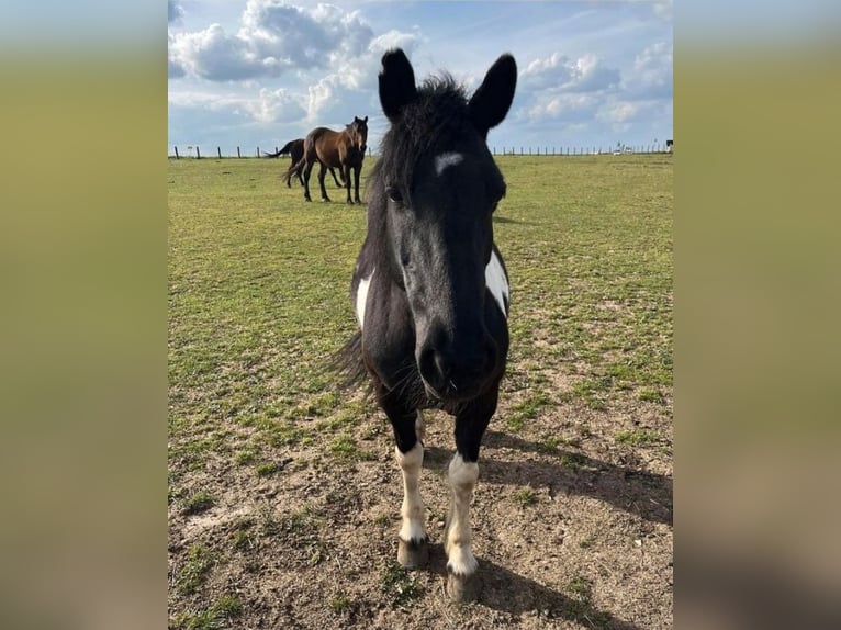 Pottok Mix Merrie 17 Jaar 135 cm Tobiano-alle-kleuren in Luzarches