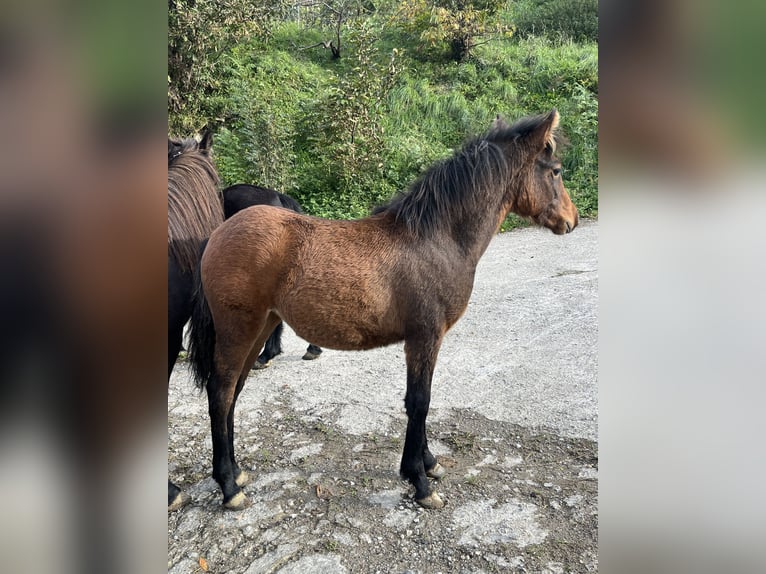 Pottok Merrie 1 Jaar Falbe in Orio