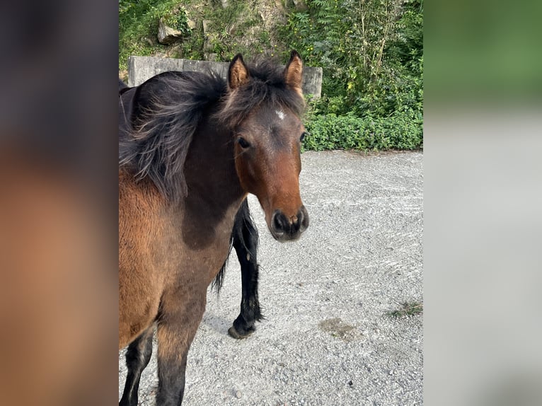Pottok Merrie 1 Jaar Falbe in Orio