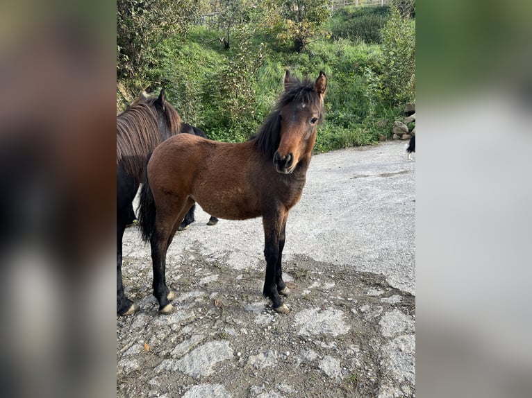 Pottok Merrie 1 Jaar Falbe in Orio