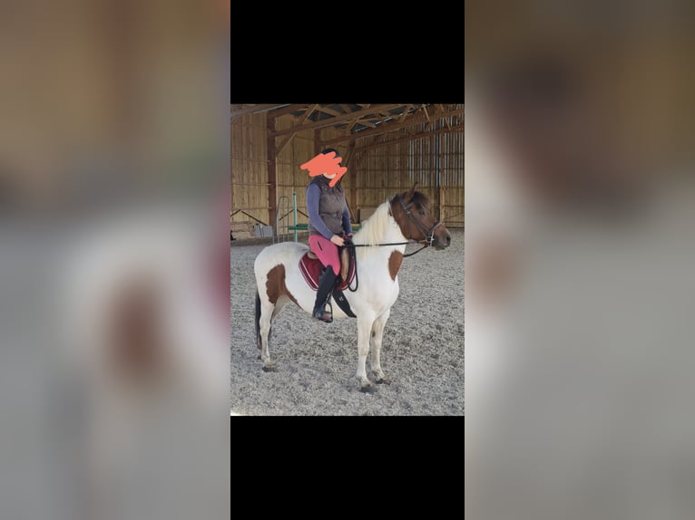 Pottok Merrie 6 Jaar 134 cm in Verneuil l&#39;etang