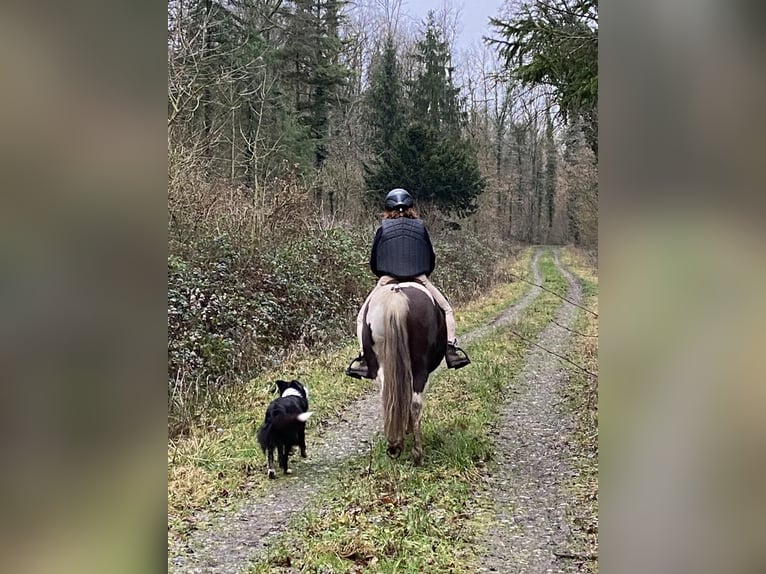 Pottok Merrie 7 Jaar 125 cm Gevlekt-paard in Langensoultzbach