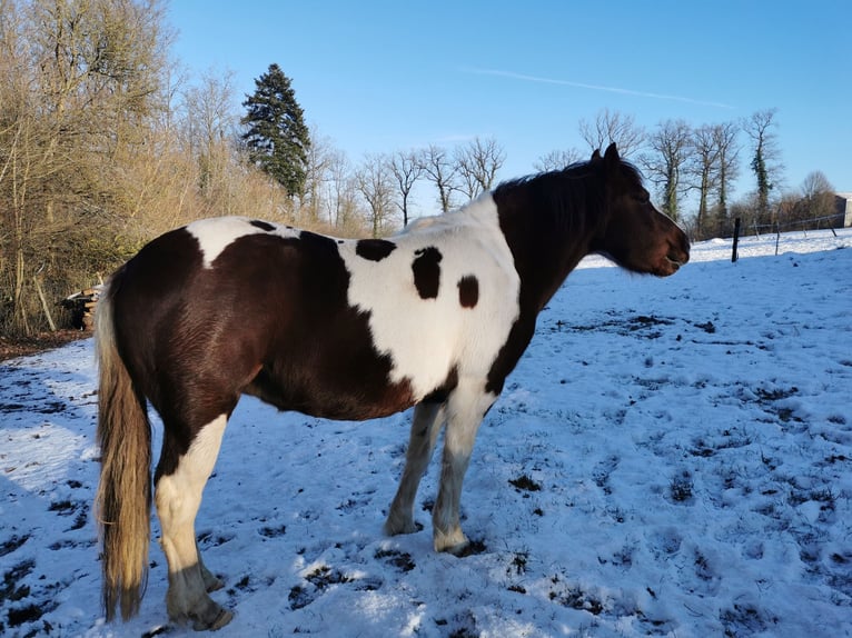 Pottok Merrie 7 Jaar 125 cm Gevlekt-paard in Langensoultzbach