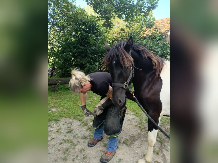 Pottok-ponny Hingst 1 år 140 cm Pinto in Rosenfeld