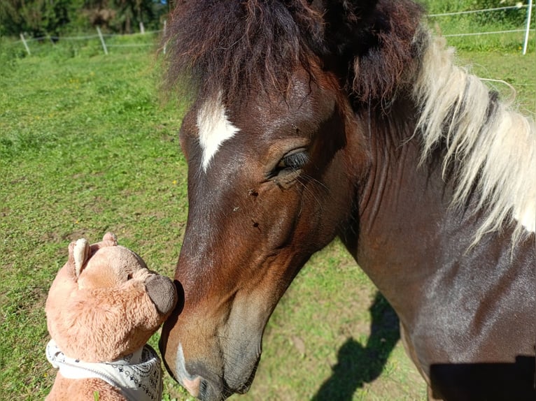 Pottok-ponny Hingst 1 år 140 cm Pinto in Rosenfeld