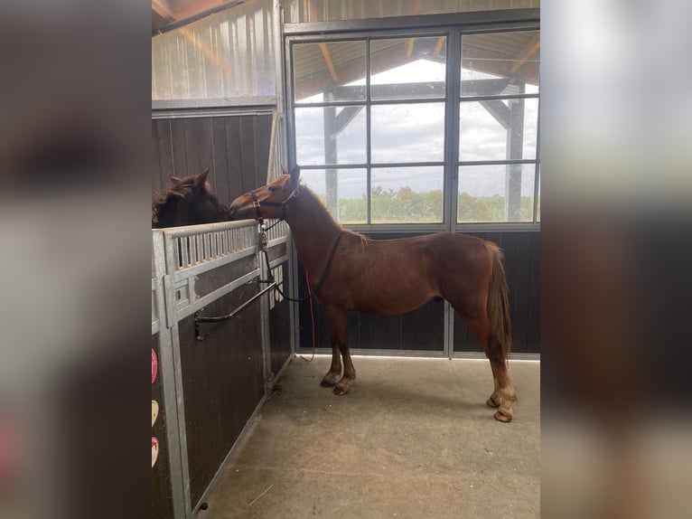 Pottok-ponny Hingst 1 år fux in Dinan