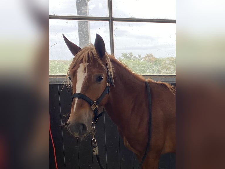 Pottok-ponny Hingst 1 år fux in Dinan