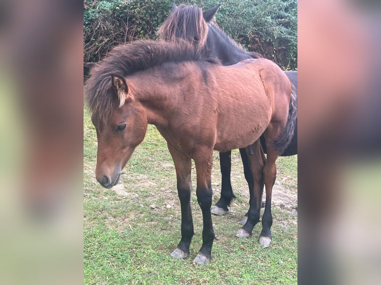 Pottok-ponny Hingst Föl (04/2024) in Orio