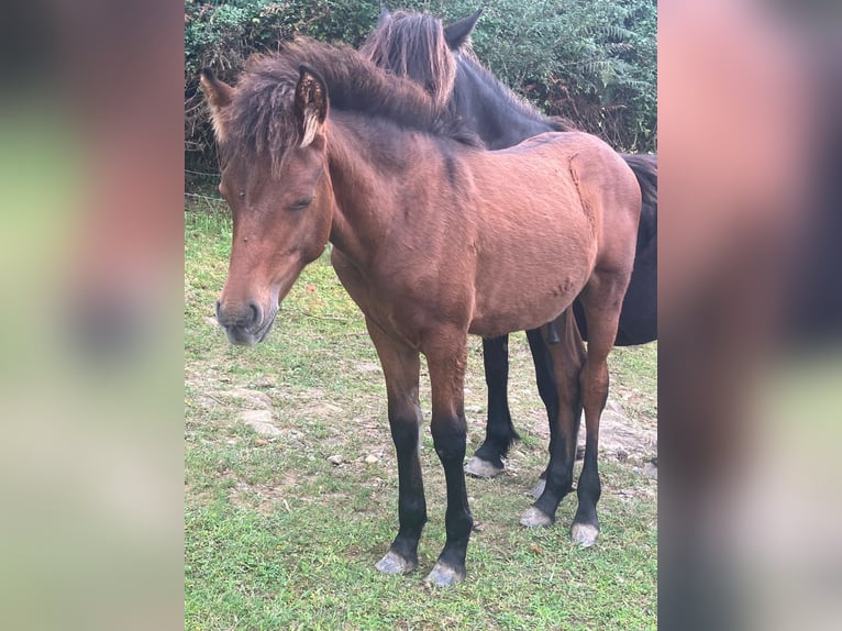 Pottok-ponny Hingst Föl (04/2024) in Orio