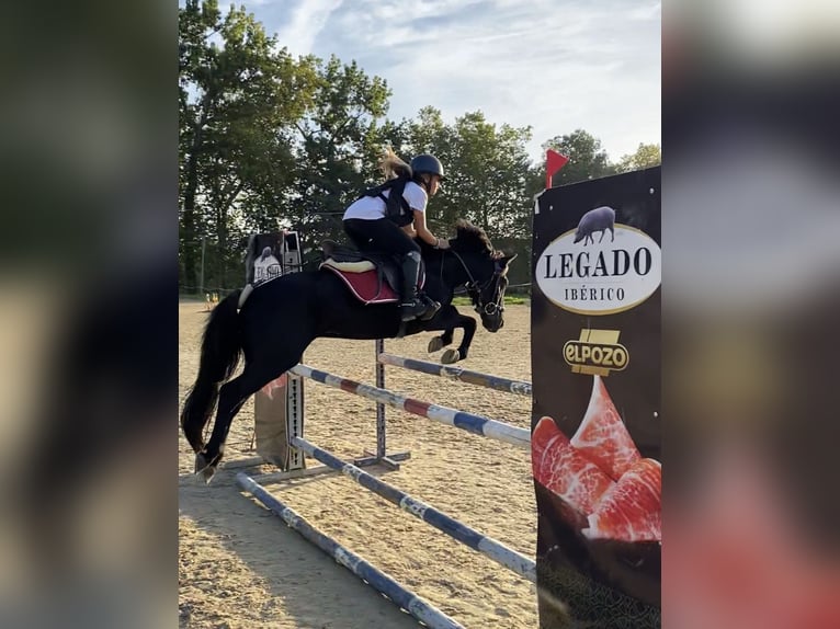 Pottok-ponny Valack 12 år 128 cm Svart in Cantabria