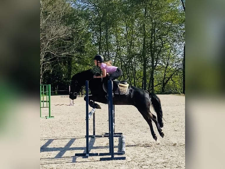 Pottok-ponny Valack 12 år 128 cm Svart in Cantabria