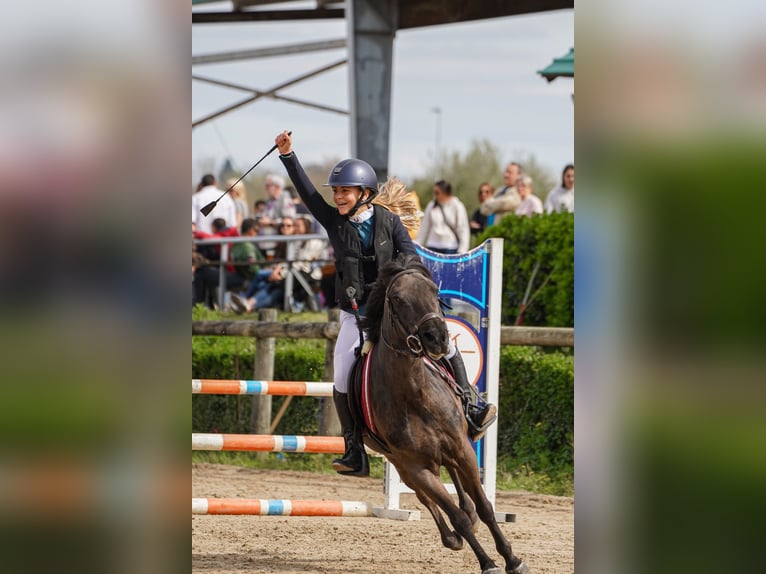 Pottok-ponny Valack 12 år 128 cm Svart in Cantabria