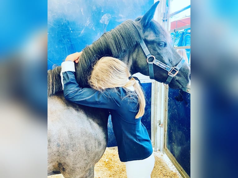 Pottok-ponny Valack 12 år 128 cm Svart in Cantabria